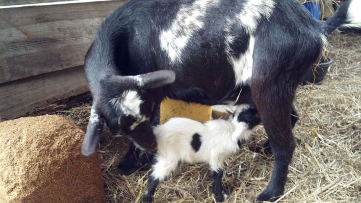 Alice and Lil John 2013