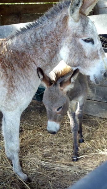 Cayenne and Trip 2013