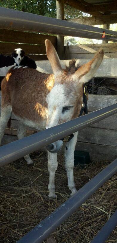 Gypsy and Cayenne 2013