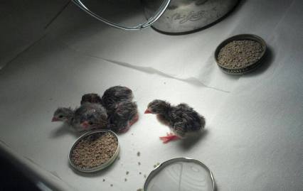 may 17 2013 baby guinaes