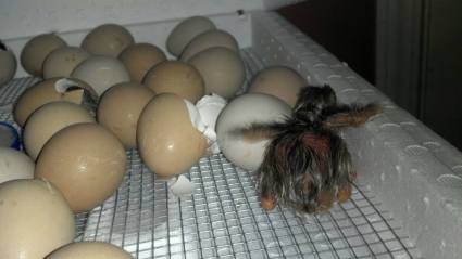 may 17 2013 hatching