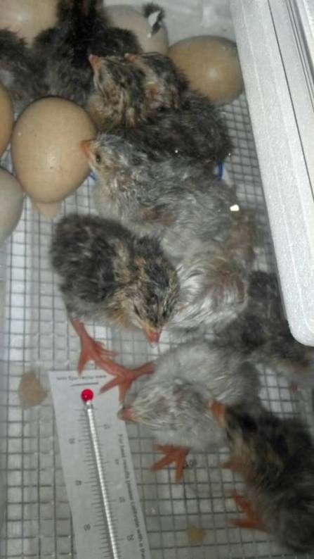 May 18, 2013 Hatching