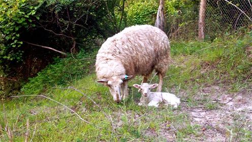 Pride and Ram Lamb May 22 2014